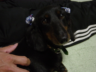 060710 丸刈り 009.jpg