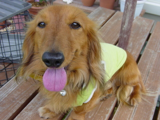 070523 クッキー 001.jpg