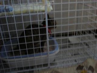 azuki2 001kai.jpg