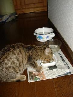 cat 002kai.jpg