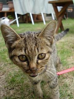cat 004kai.jpg