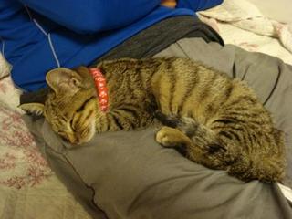 neko 008kai.jpg