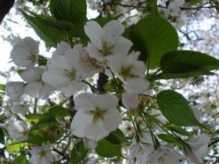 sakura 009kai.jpg