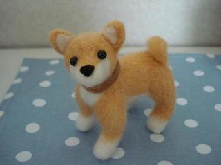 shiba 004kai.jpg